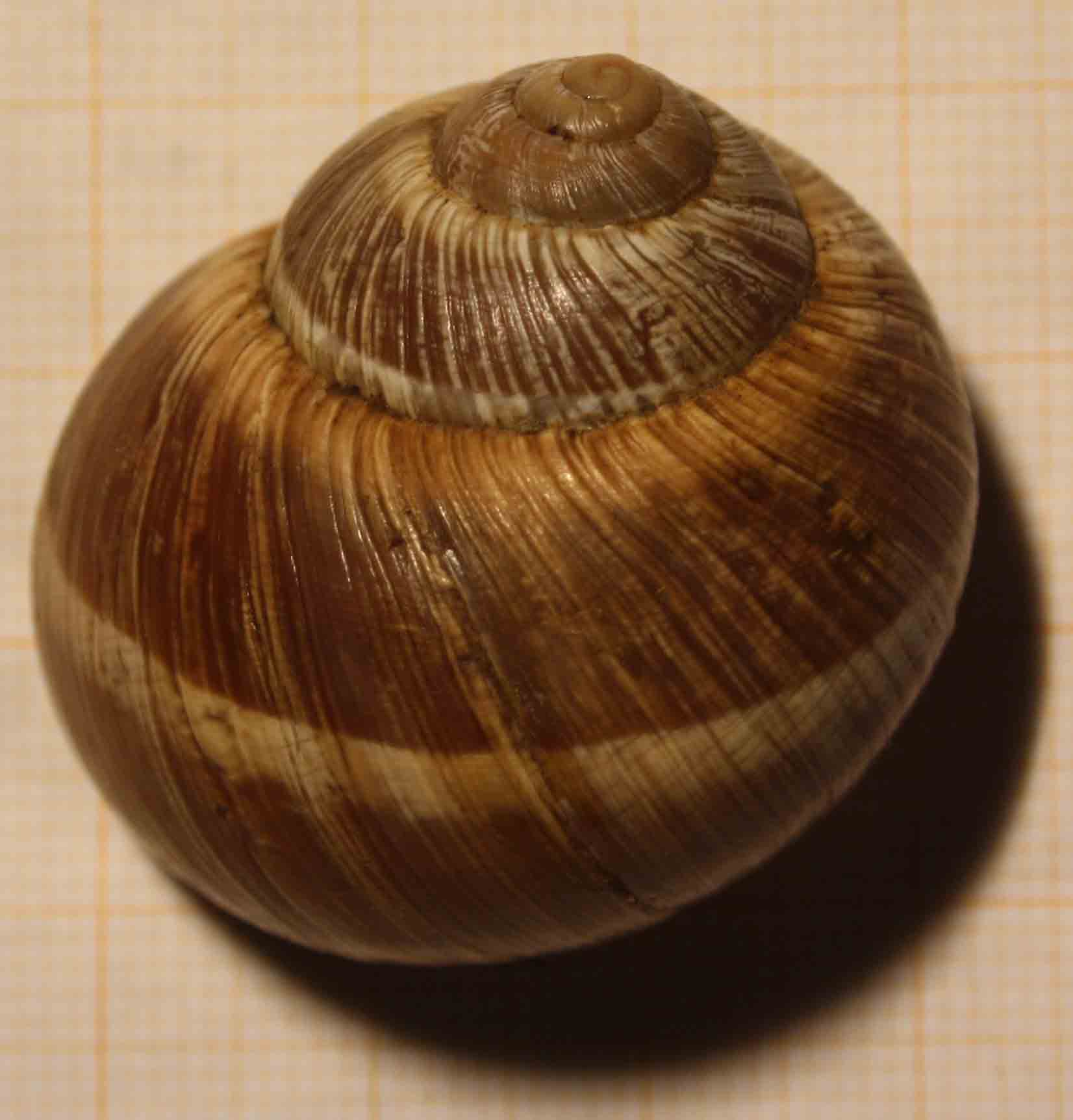 da identificare: dalla valle del Santerno (Imola)